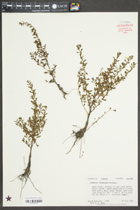 Ludwigia microcarpa image