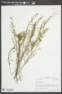 Ludwigia linearis image