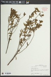 Ludwigia pilosa image