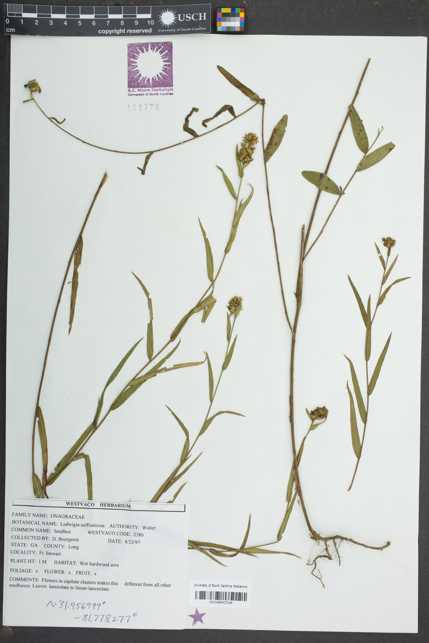 Ludwigia suffruticosa image