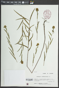 Ludwigia suffruticosa image