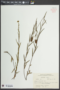 Ludwigia suffruticosa image