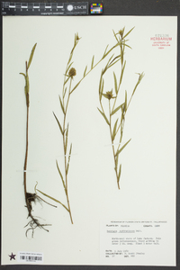 Ludwigia suffruticosa image