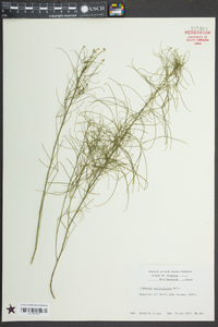 Ludwigia suffruticosa image