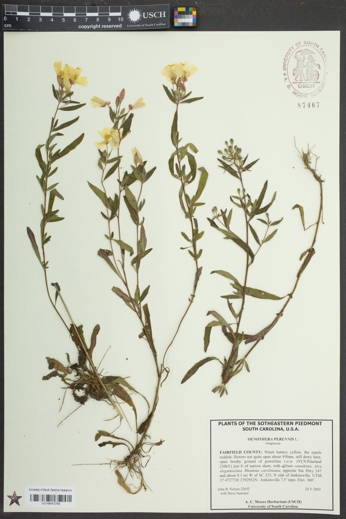 Oenothera fruticosa var. fruticosa image