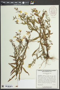 Oenothera perennis image