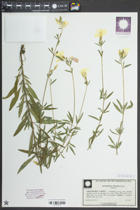 Oenothera tetragona image