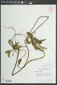 Oenothera fruticosa subsp. fruticosa image