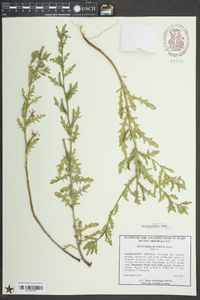 Oenothera humifusa image