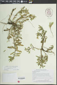 Oenothera humifusa image