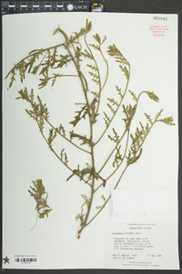 Oenothera humifusa image