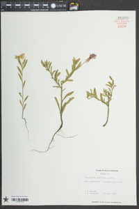 Oenothera humifusa image