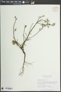 Oenothera humifusa image