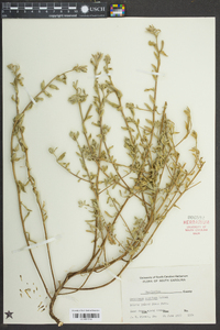 Oenothera humifusa image