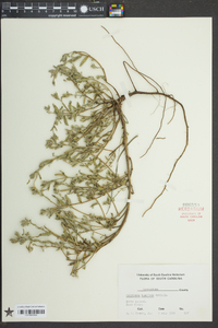 Oenothera humifusa image