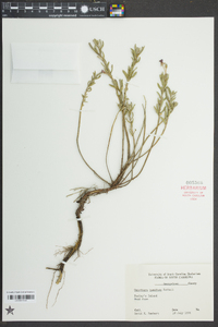 Oenothera humifusa image