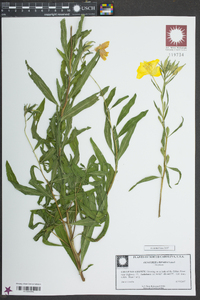 Oenothera riparia image