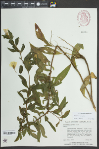 Oenothera riparia image