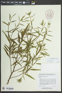 Oenothera riparia image