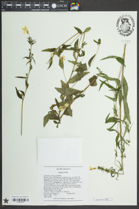 Oenothera fruticosa subsp. glauca image