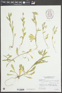 Oenothera heterophylla image