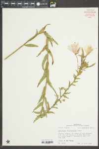 Oenothera heterophylla image