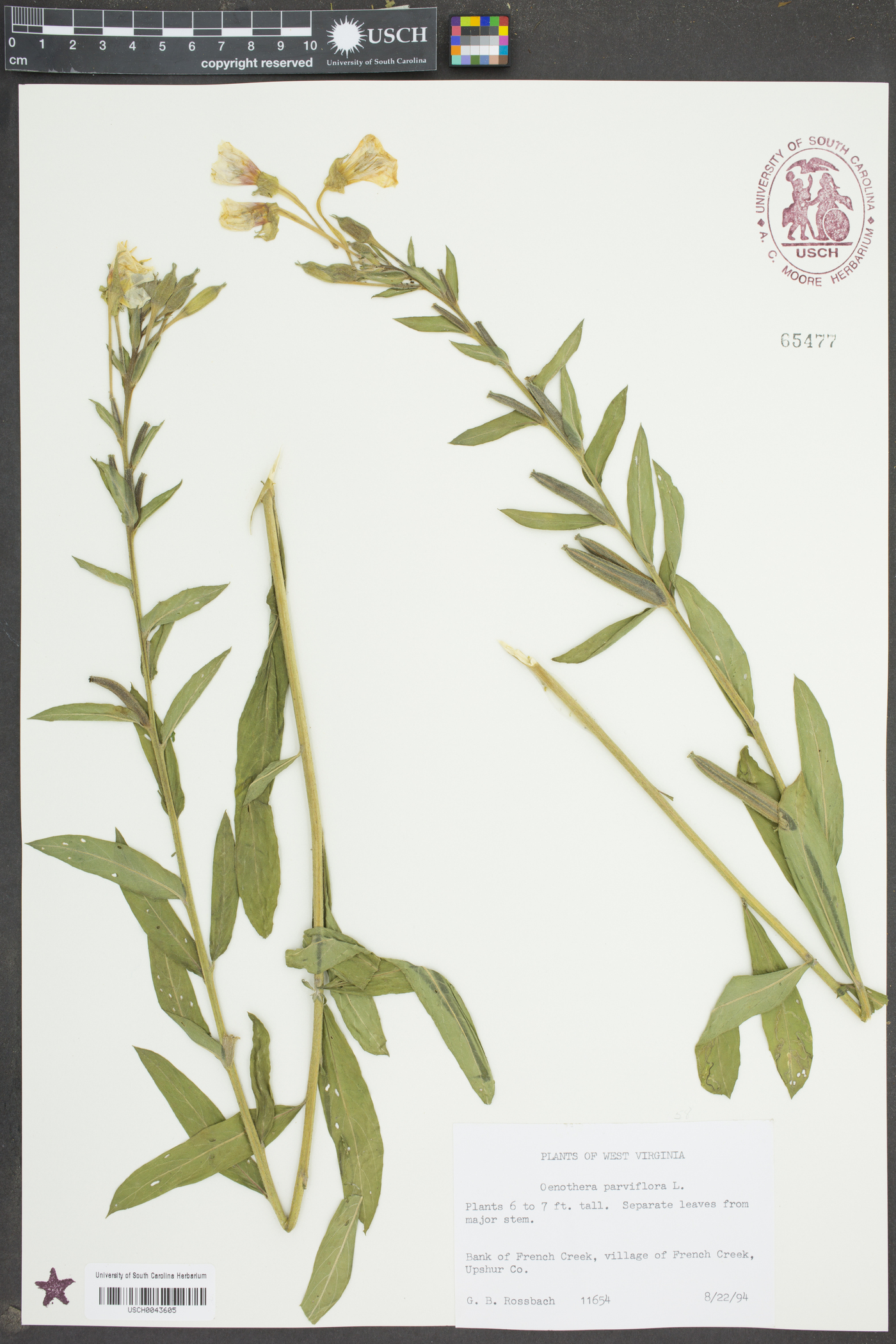 Oenothera parviflora image