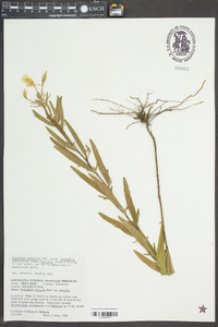 Oenothera pilosella image