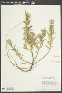 Oenothera humifusa image