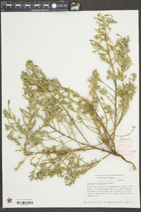 Oenothera humifusa image