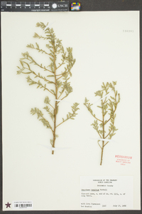 Oenothera humifusa image