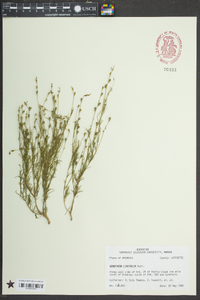 Oenothera linifolia image