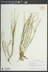 Oenothera linifolia image