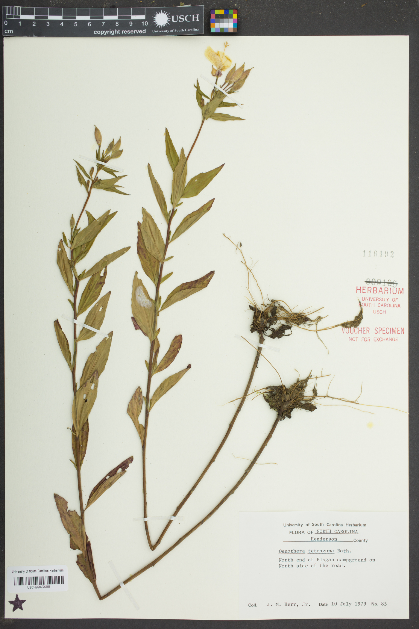 Oenothera tetragona image