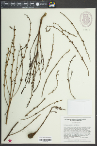 Epifagus virginiana image