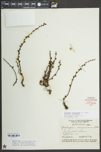 Epifagus virginiana image