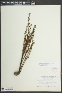 Epifagus virginiana image