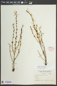 Epifagus virginiana image