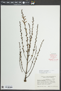 Epifagus virginiana image