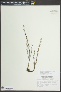 Epifagus virginiana image