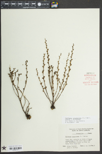 Epifagus virginiana image