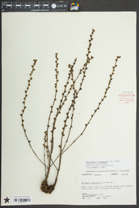 Epifagus virginiana image