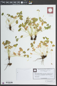 Oxalis articulata image