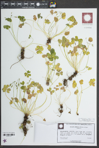 Oxalis articulata image