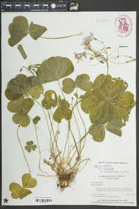 Oxalis debilis image