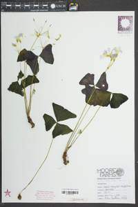 Oxalis triangularis image