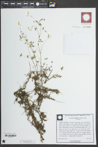 Oxalis colorea image