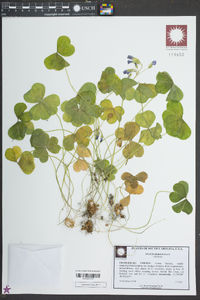 Oxalis debilis image