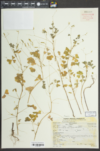 Trifolium aureum image