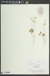 Oxalis rubra image